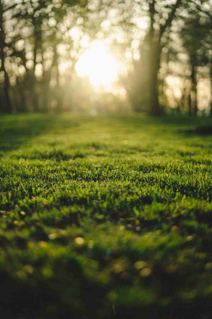 Keep Your Lawn Edges Crisp and Professional