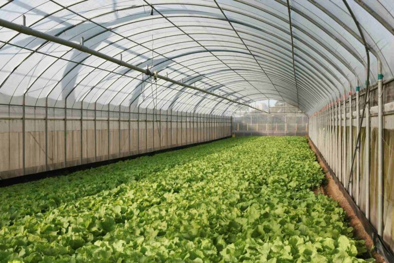 How to Maintain Outdoor Metal Greenhouse Frames