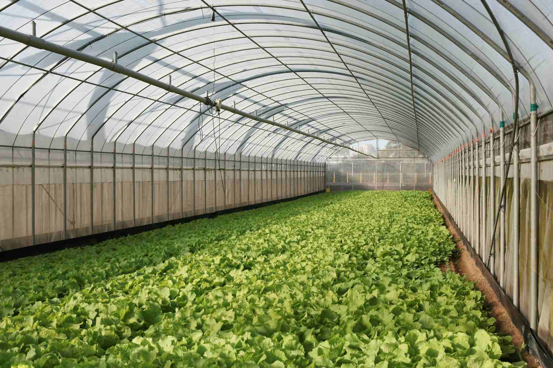 How to Maintain Outdoor Metal Greenhouse Frames