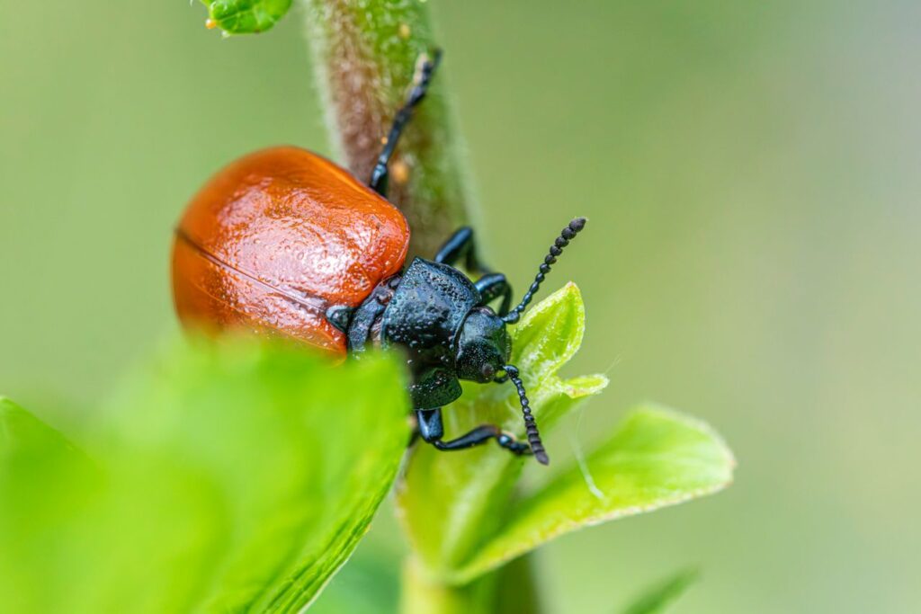 Signs Your Garden Has Pest Problem