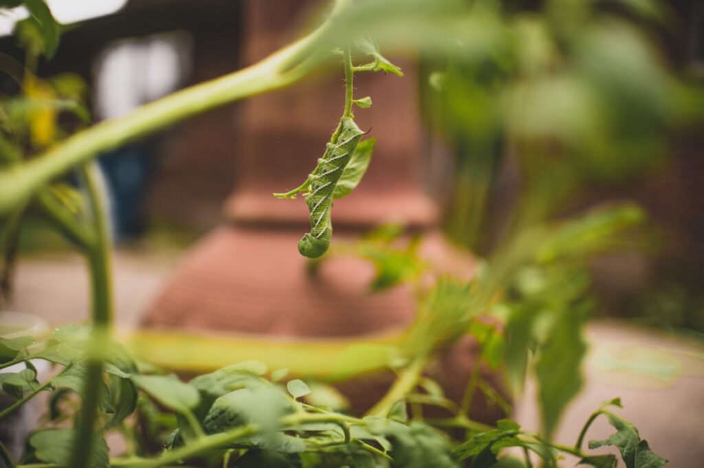 Signs Your Garden Has a Pest Problem