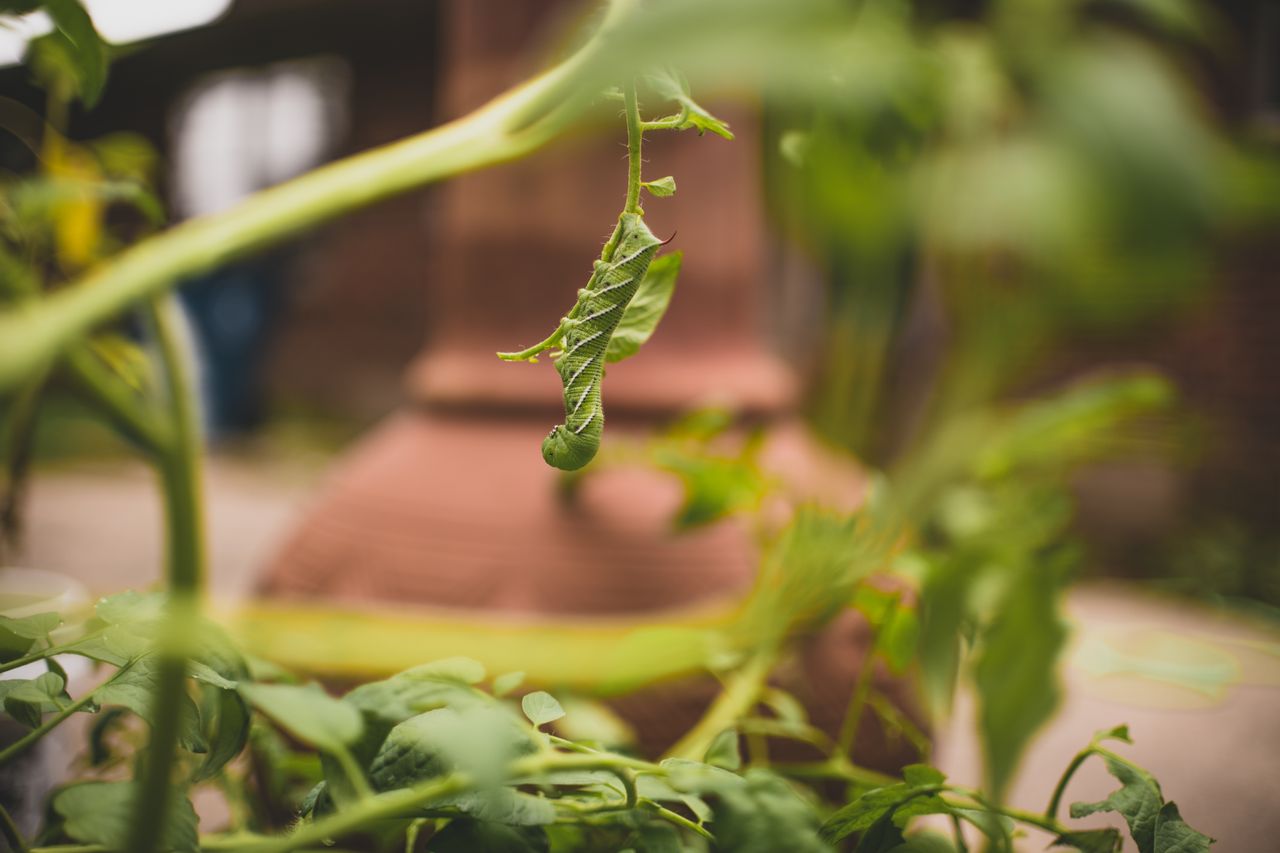 Signs Your Garden Has a Pest Problem