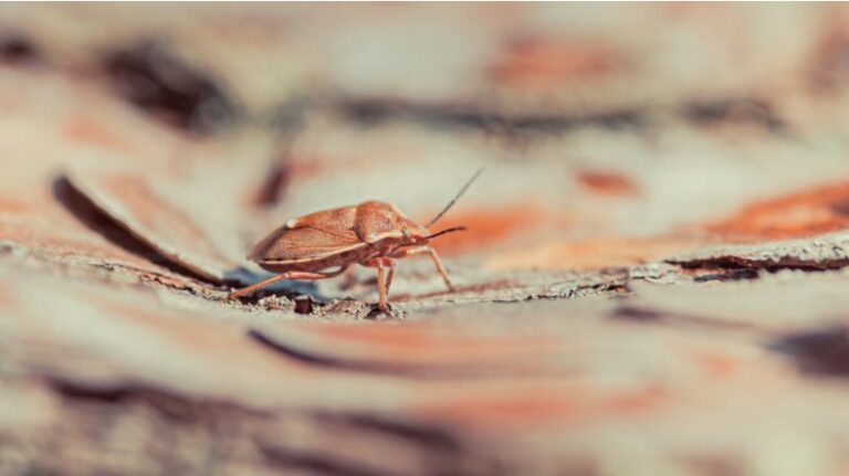 What to Do the Moment You Suspect Bed Bugs in Your House