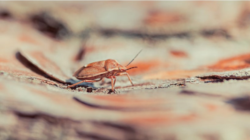What to Do the Moment You Suspect Bed Bugs in Your House
